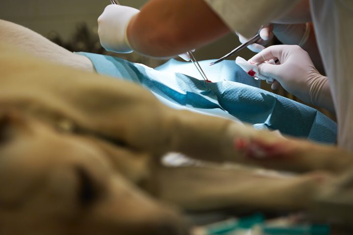 「臨床経験が獣医師の差を作る」から学ぶWEB集客